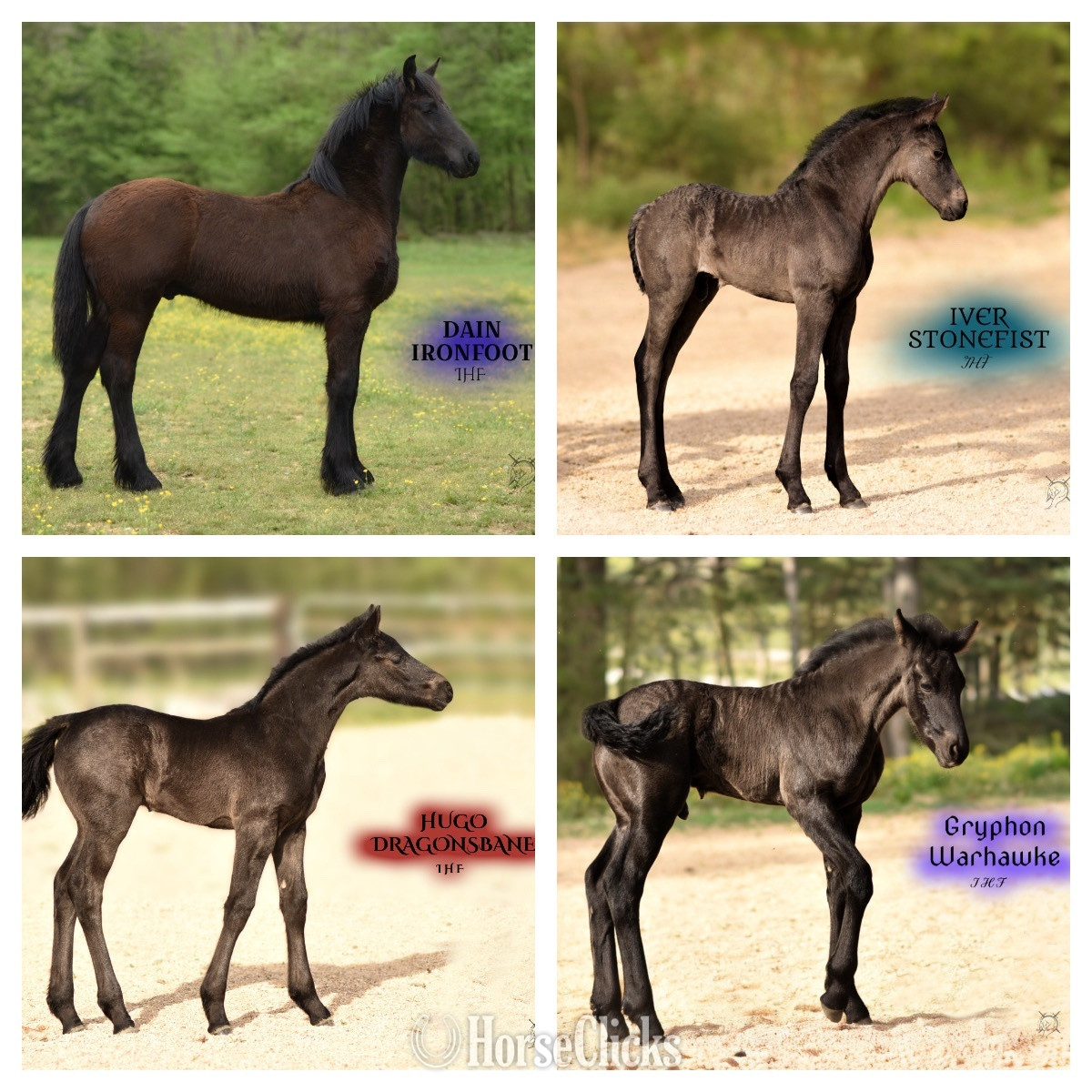 "Gryphon Warhawke IHF" Black Colt Friesian - Friesian