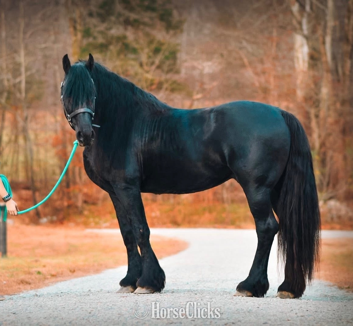 "Gryphon Warhawke IHF" Black Colt Friesian Tennessee