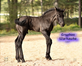 "Gryphon Warhawke IHF" Black Colt Friesian