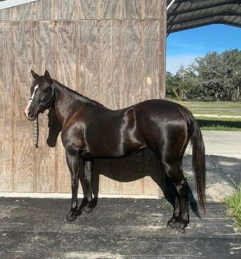 "May" Black Mare Quarter Horse