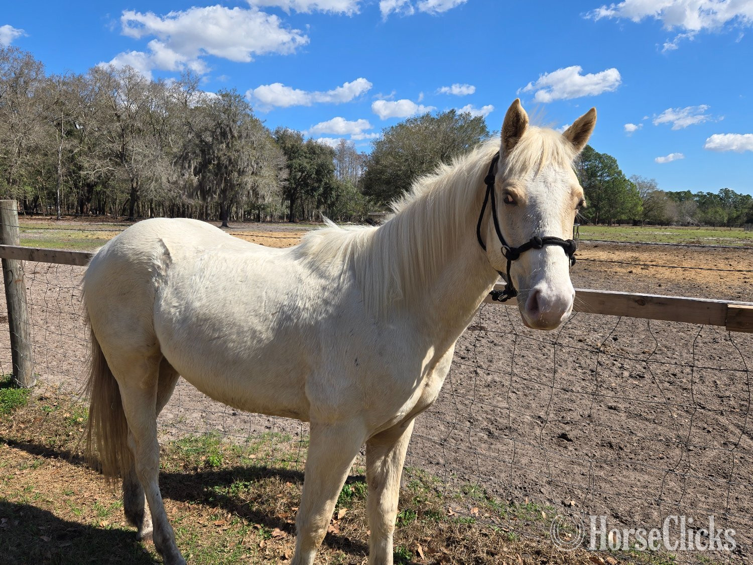 "Cool Kid Cash" Palomino Colt Quarter Horse in Florida