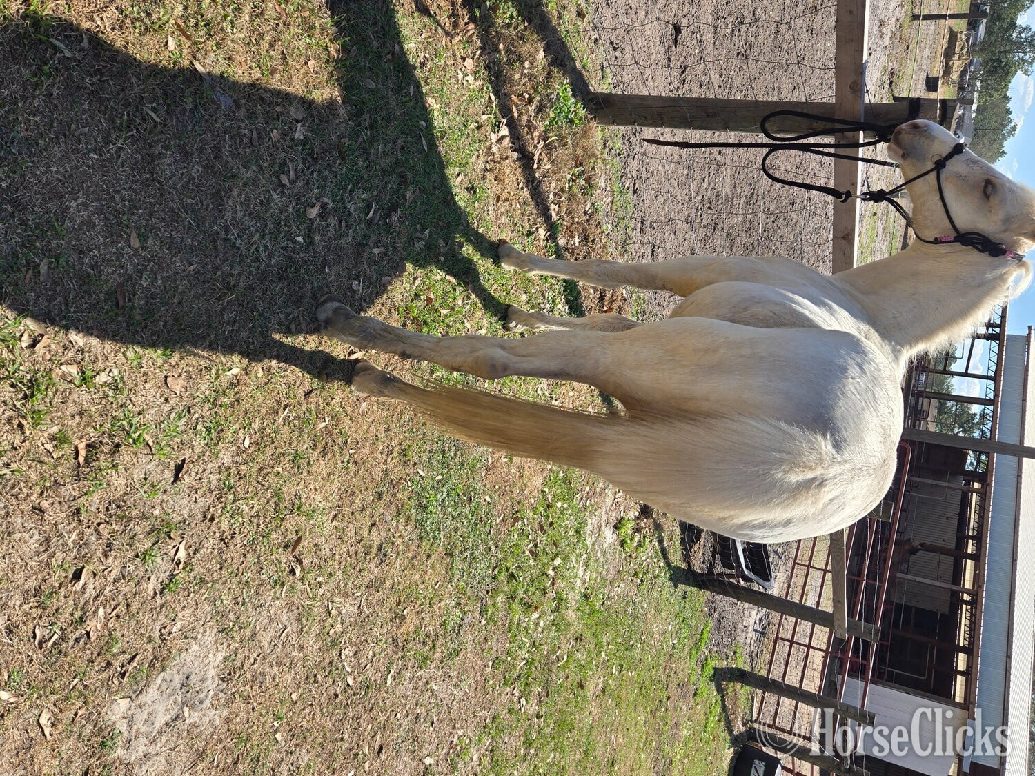 "Cool Kid Cash" Palomino Colt Quarter Horse