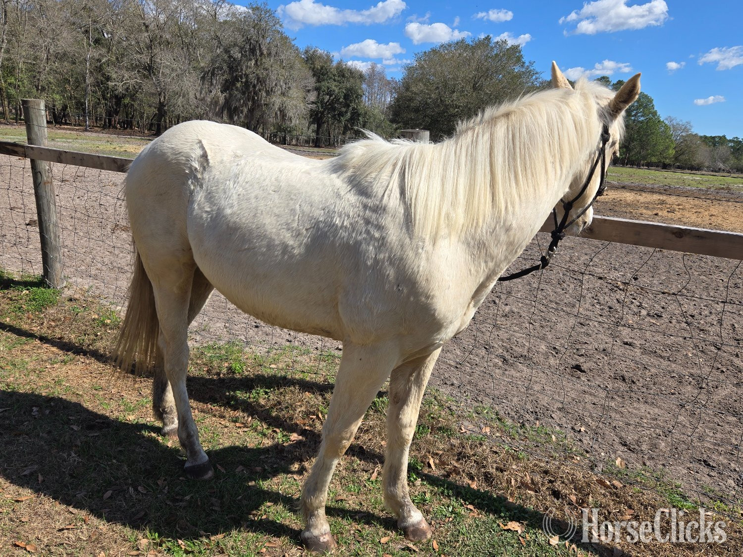 Florida "Cool Kid Cash" Palomino Colt Quarter Horse