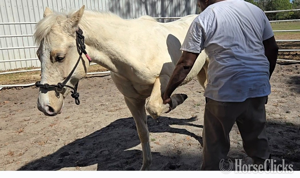 "Cool Kid Cash" Palomino Colt Quarter Horse - Quarter Horse in Florida