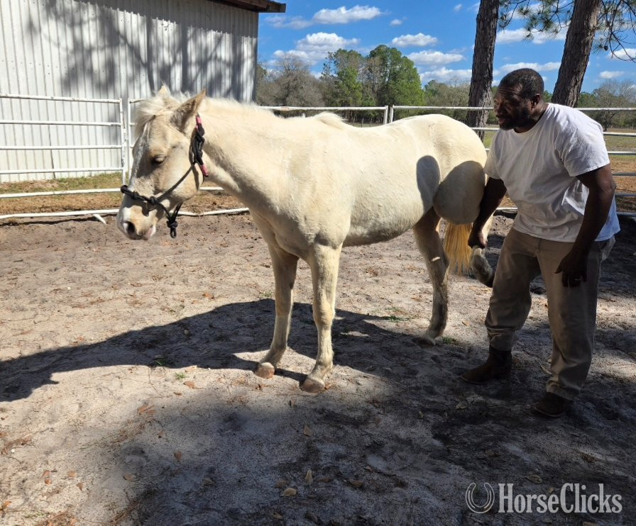 "Cool Kid Cash" Palomino Colt Quarter Horse - Quarter Horse