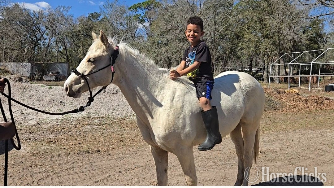 "Cool Kid Cash" Palomino Colt Quarter Horse Florida