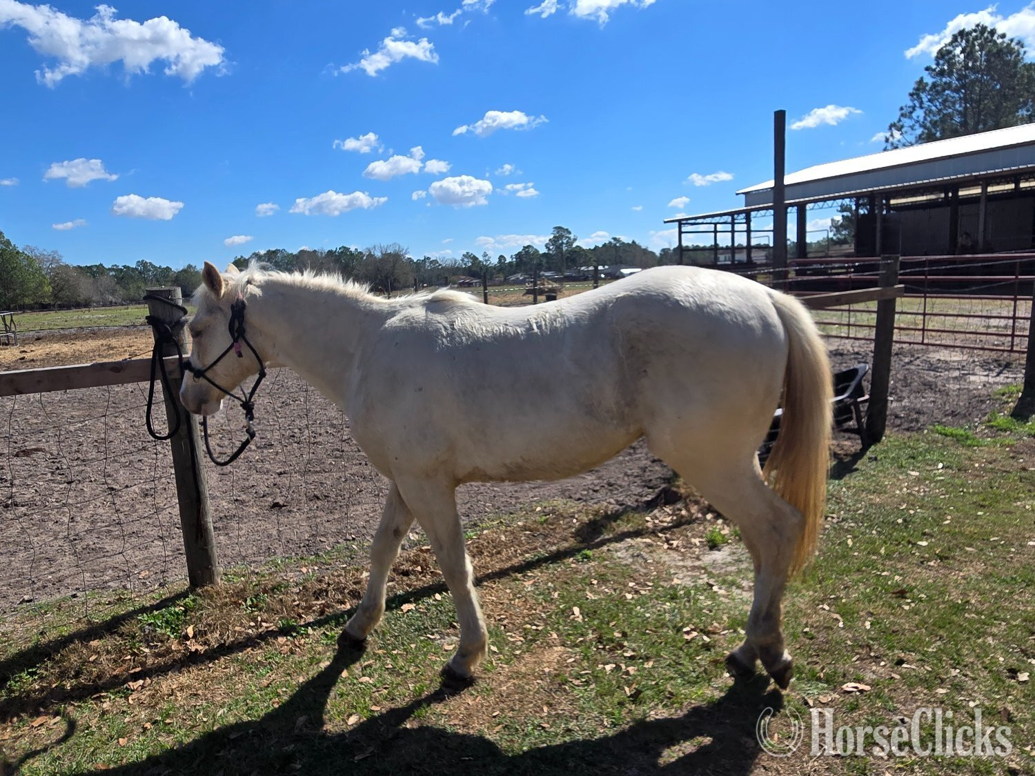 Quarter Horse - "Cool Kid Cash" Palomino Colt Quarter Horse in Florida