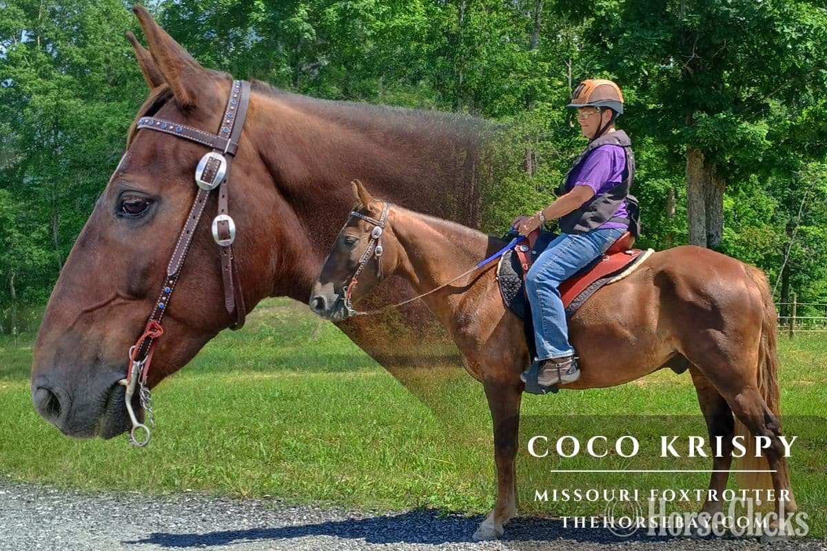 "Coco Krispy" Chocolate Gelding Missouri Fox Trotter in Tennessee
