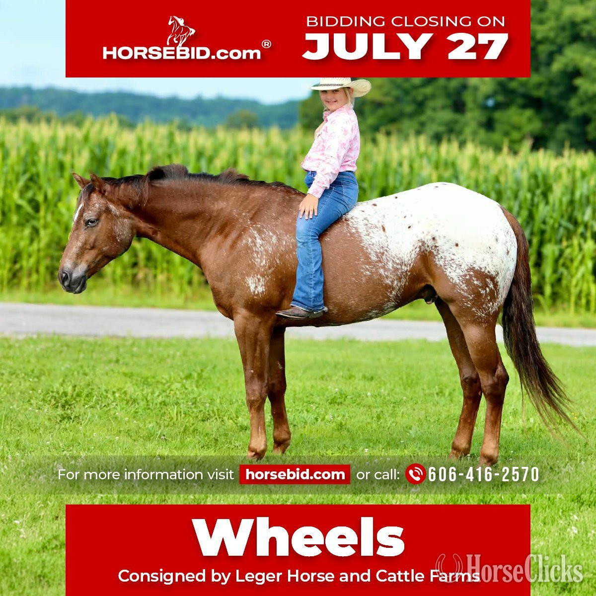 "Wheels " Sorrel Gelding Appaloosa in Kentucky