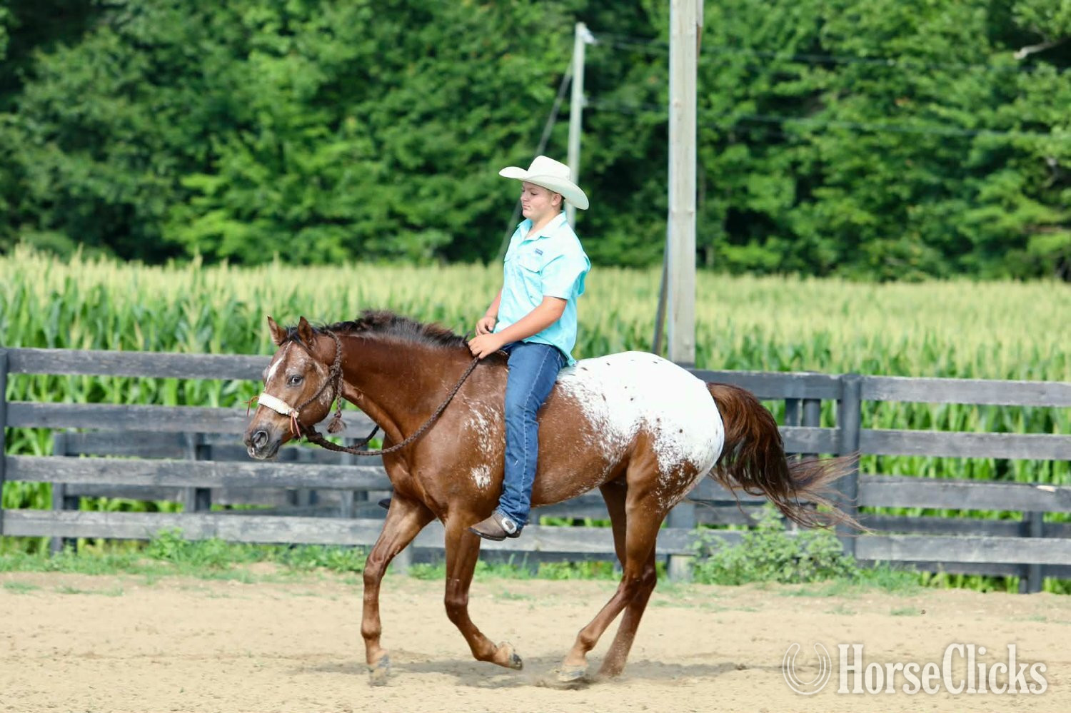 "Wheels " Sorrel Gelding Appaloosa