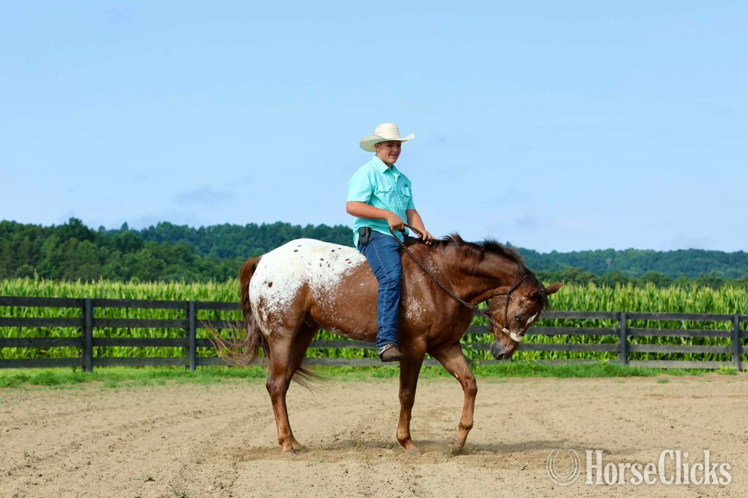 Kentucky "Wheels " Sorrel Gelding Appaloosa