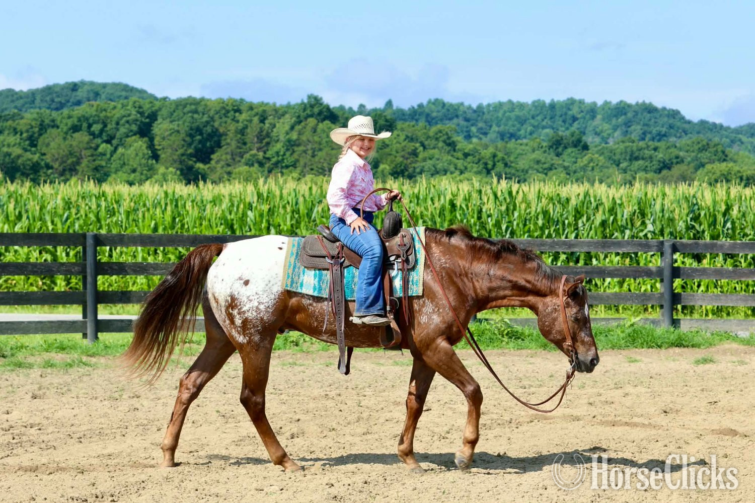 "Wheels " Sorrel Gelding Appaloosa - Appaloosa in Kentucky