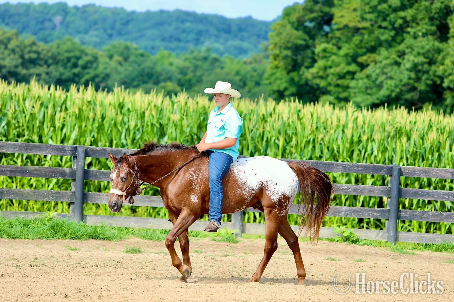 "Wheels " Sorrel Gelding Appaloosa Kentucky