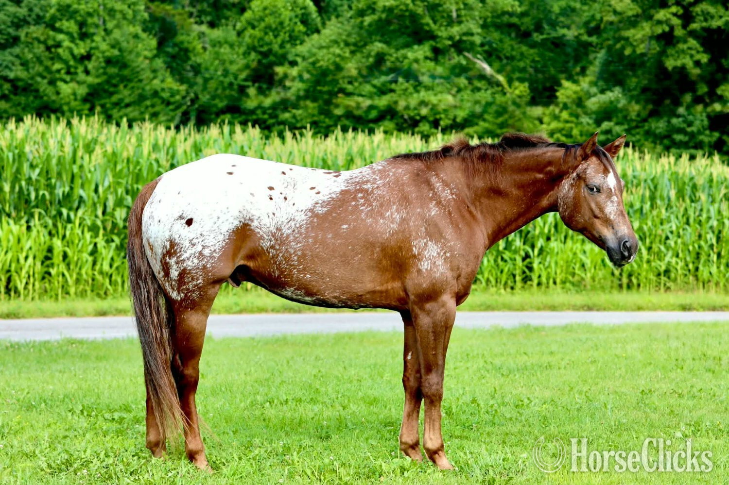 Appaloosa - "Wheels " Sorrel Gelding Appaloosa in Kentucky