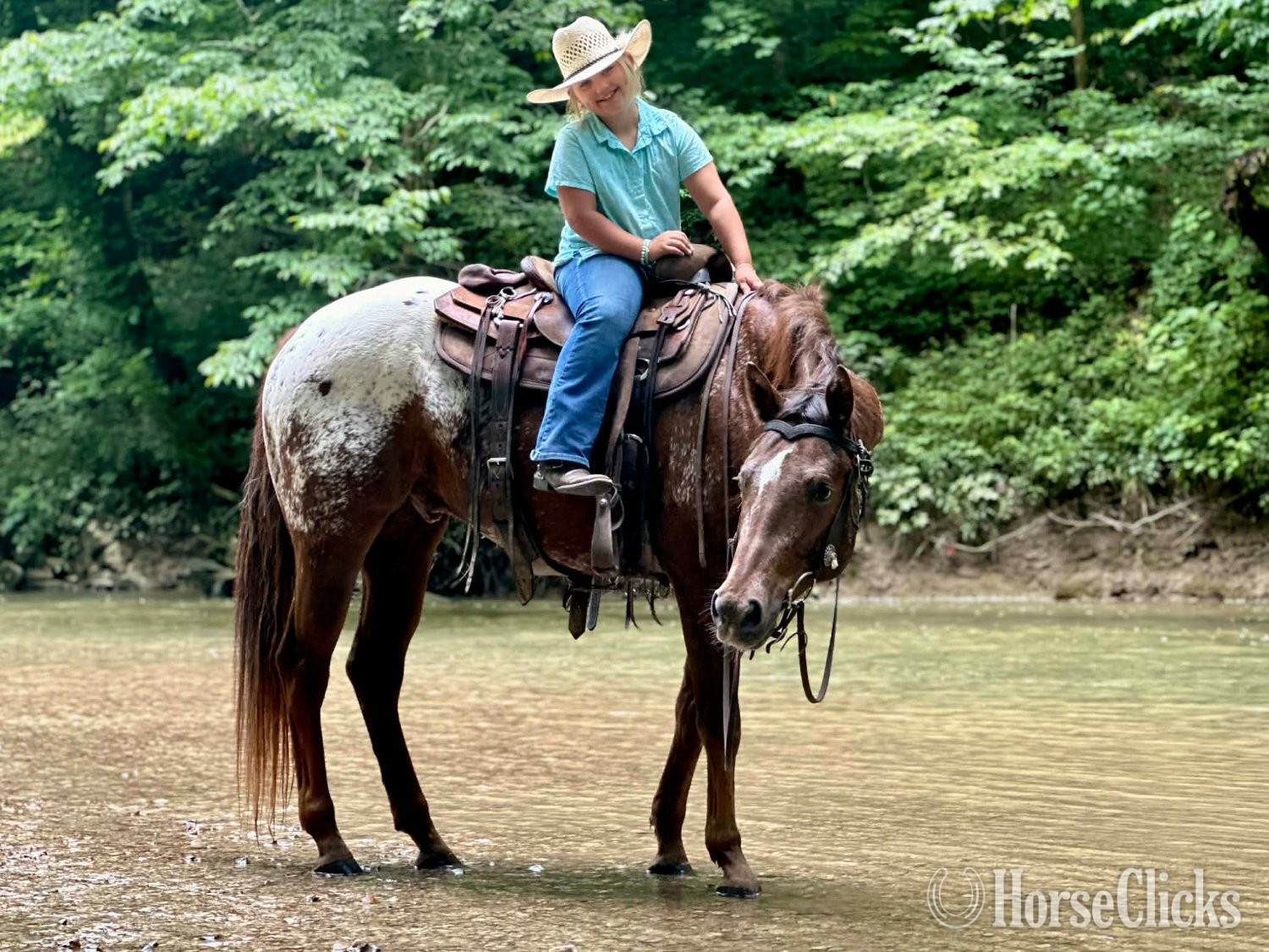 Appaloosa - "Wheels " Sorrel Gelding Appaloosa