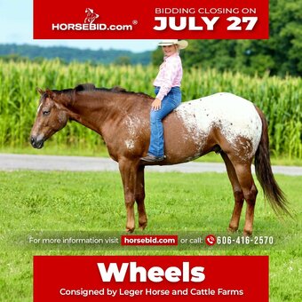 "Wheels " Sorrel Gelding Appaloosa
