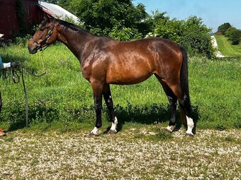 "Divine D.I." Bay Filly Westphalian