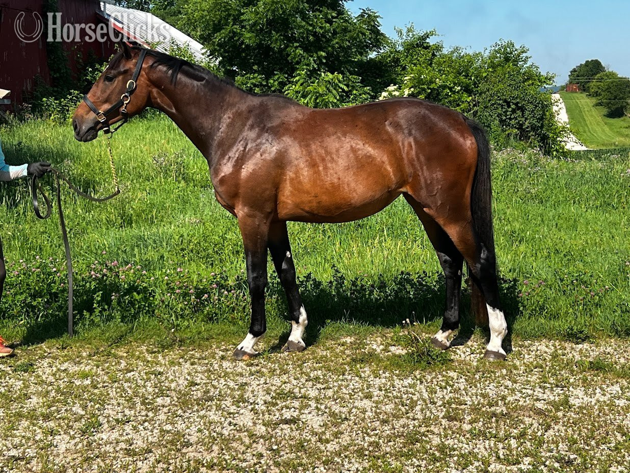 "Divine D.I." Bay Filly Westphalian in Wisconsin