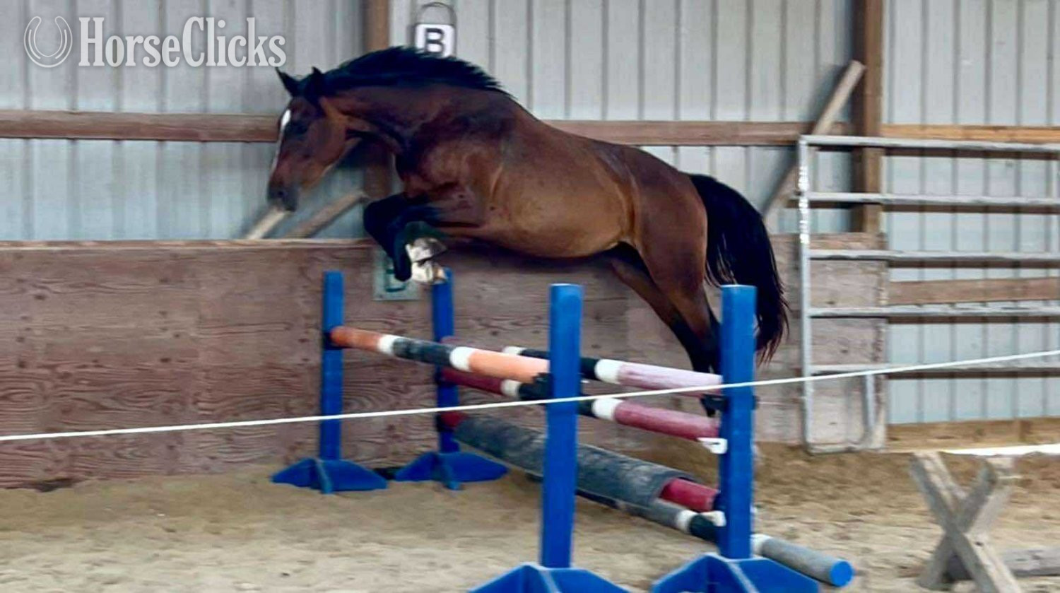 "Divine D.I." Bay Filly Westphalian