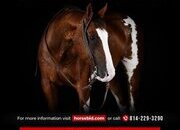 "Boots " Pinto Gelding Paint
