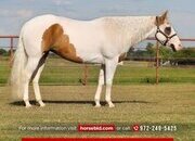 "Sunny " Palomino Mare Paint