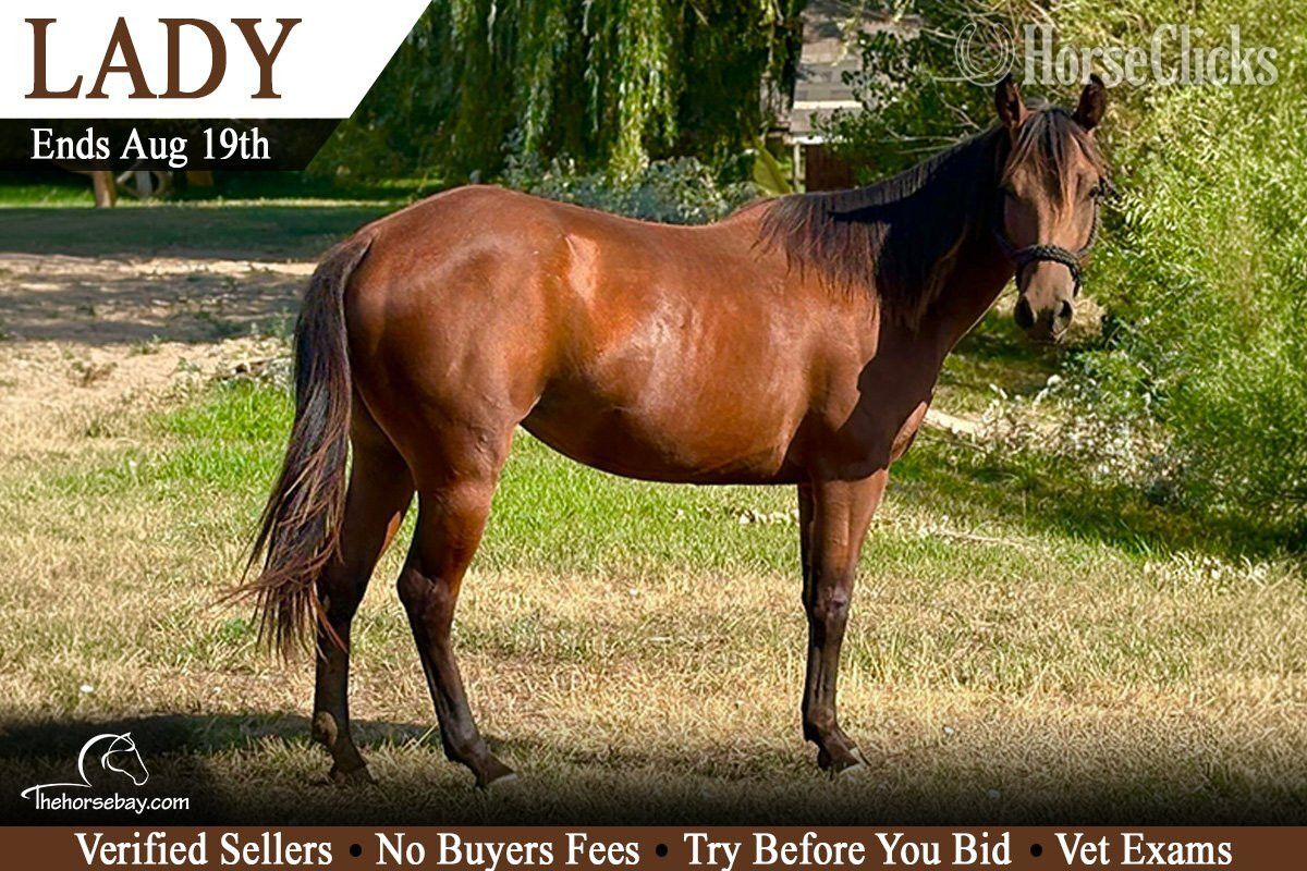"Lady" Bay Mare Quarter Horse in Colorado