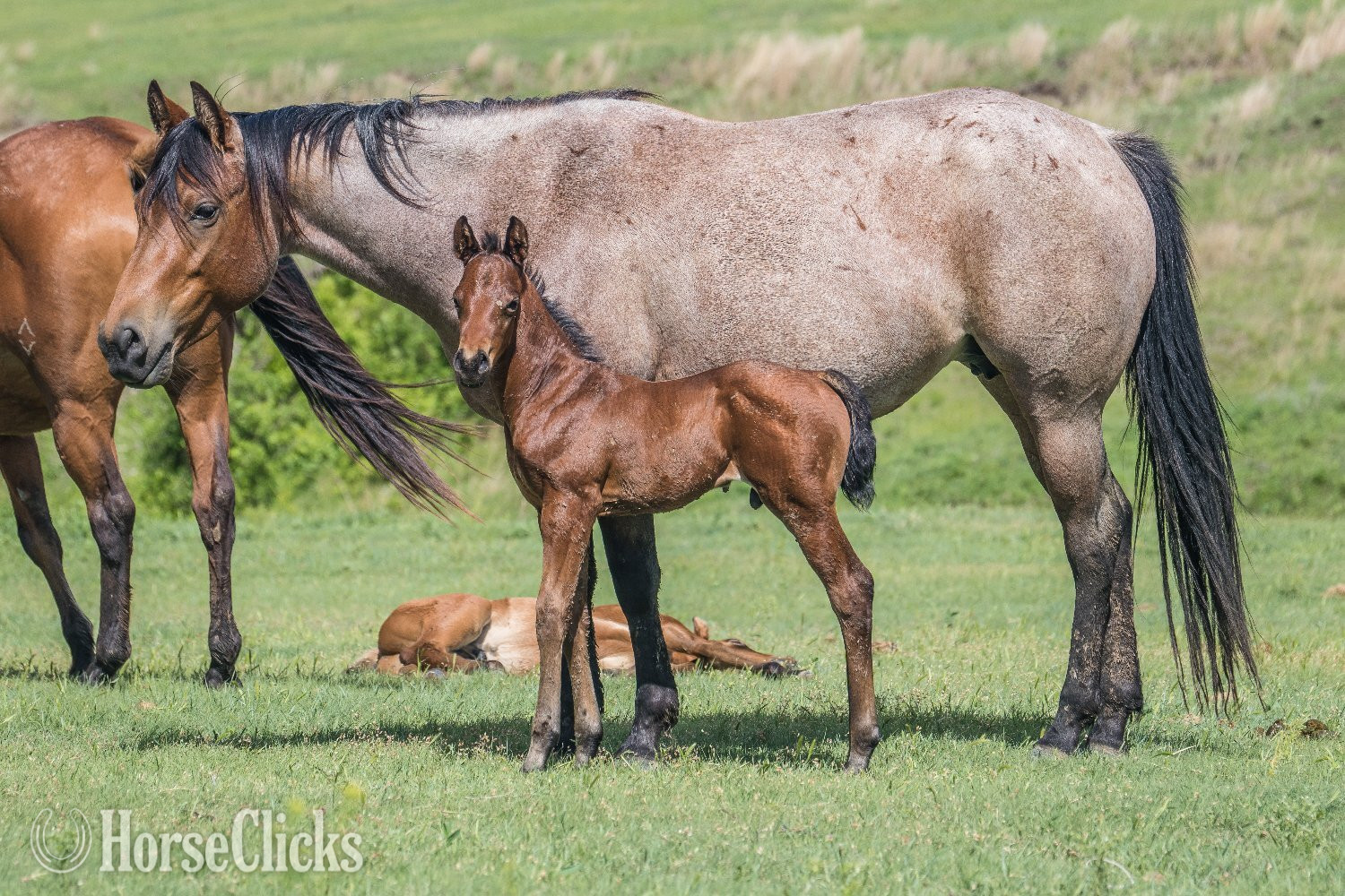 "Sweet Jack Reinmaker" Bay Roan Mare Quarter Horse