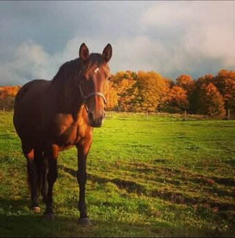 "Madame Macer" Bay Mare Trakehner