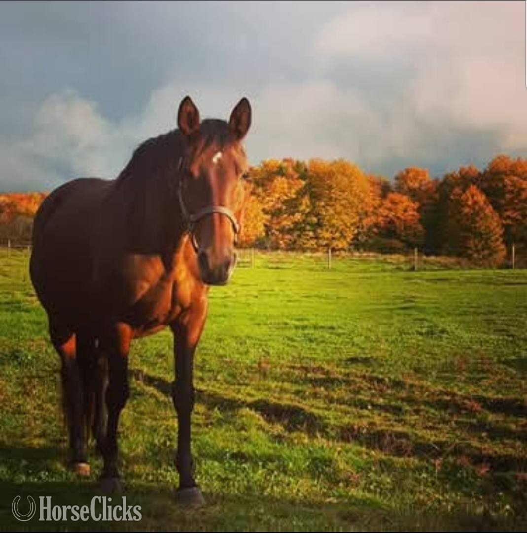 "Madame Macer" Bay Mare Trakehner in Ontario