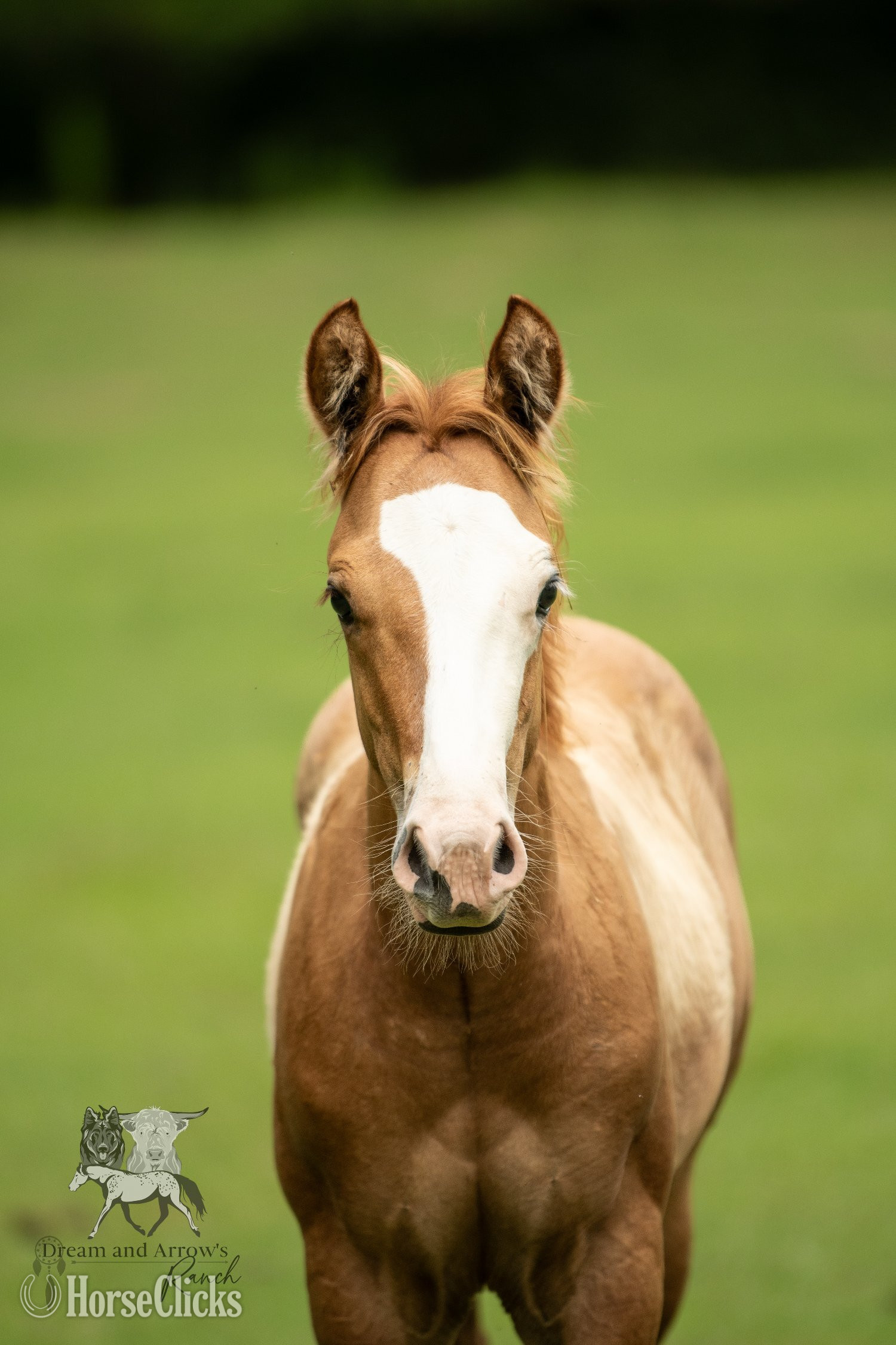 "Riddle" Red Dun Colt Appaloosa in North Carolina
