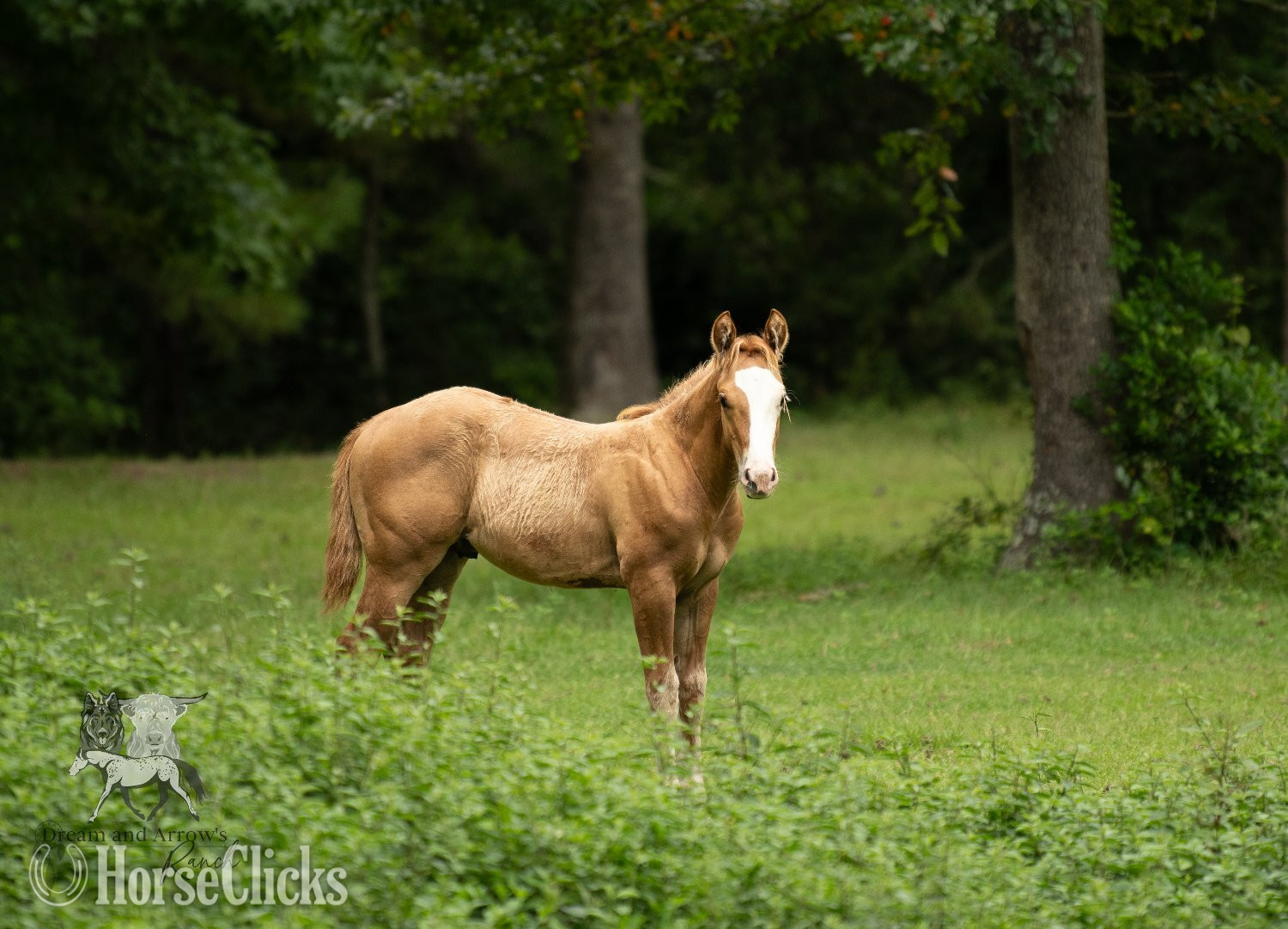 "Riddle" Red Dun Colt Appaloosa