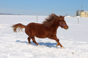 "Komanche" Chestnut Colt Arabian Cross