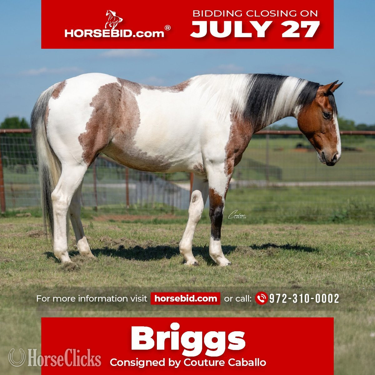 "Briggs" Roan Gelding Paint in Texas