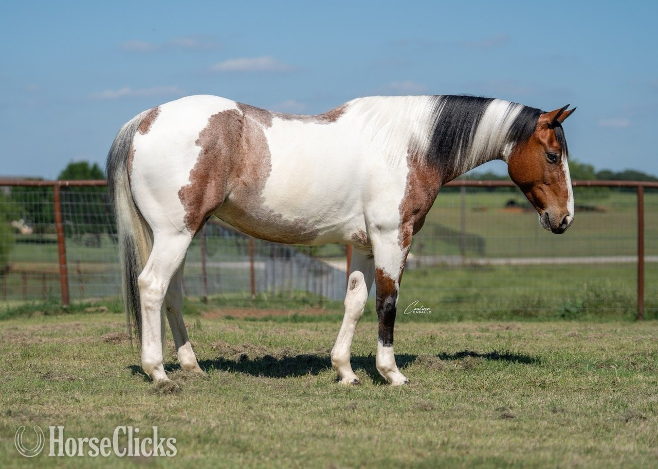 "Briggs" Roan Gelding Paint