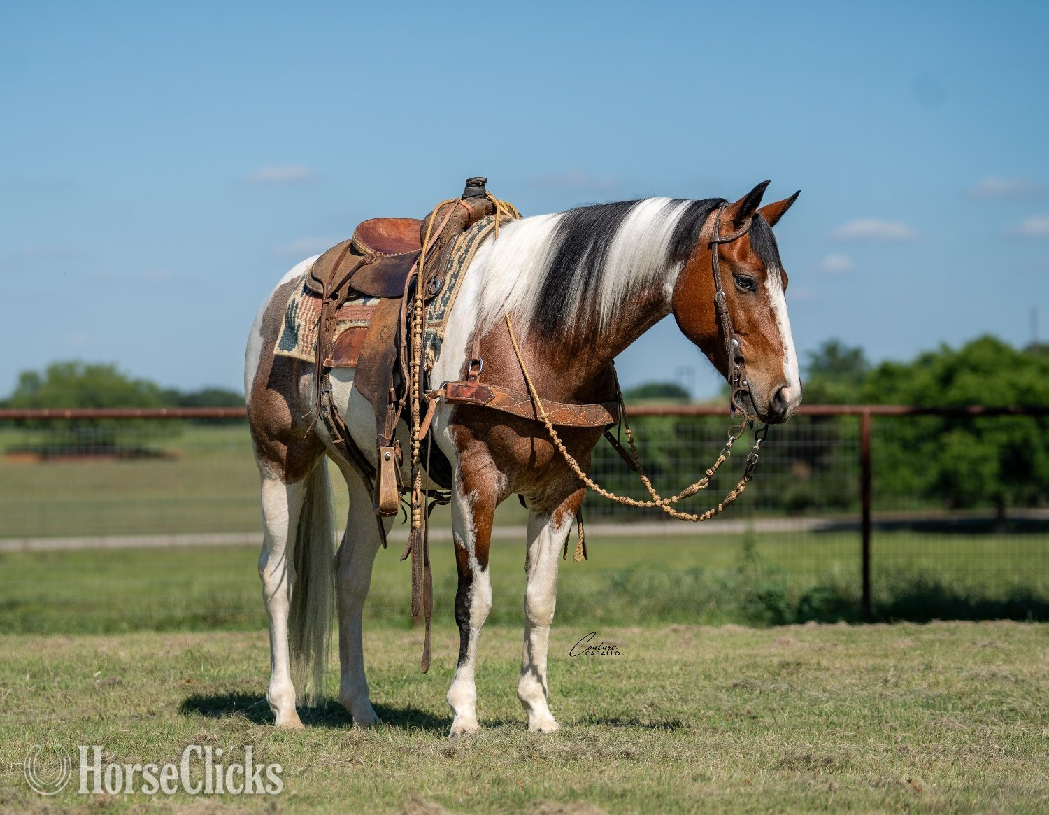 Texas "Briggs" Roan Gelding Paint