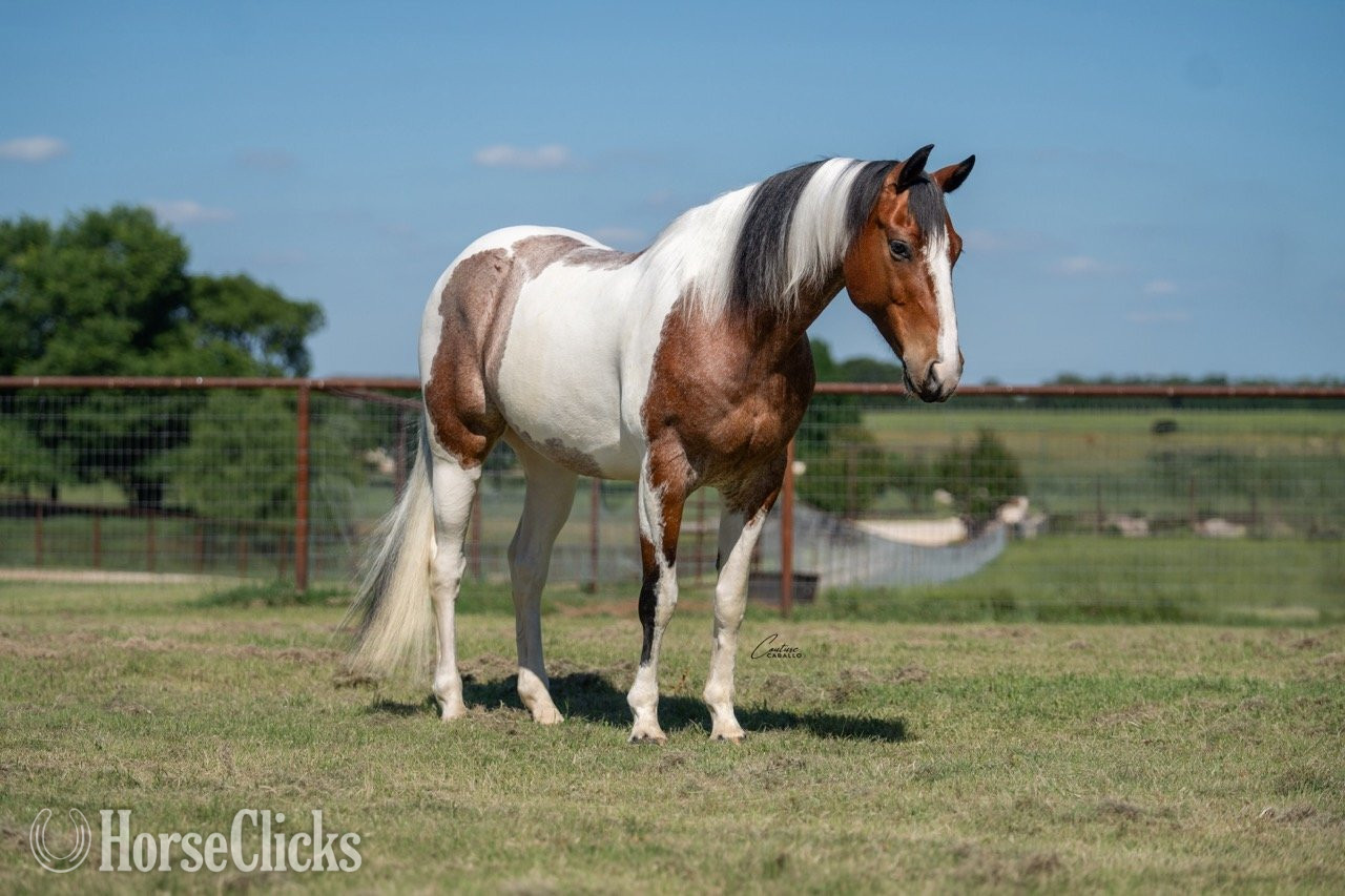 "Briggs" Roan Gelding Paint - Paint in Texas