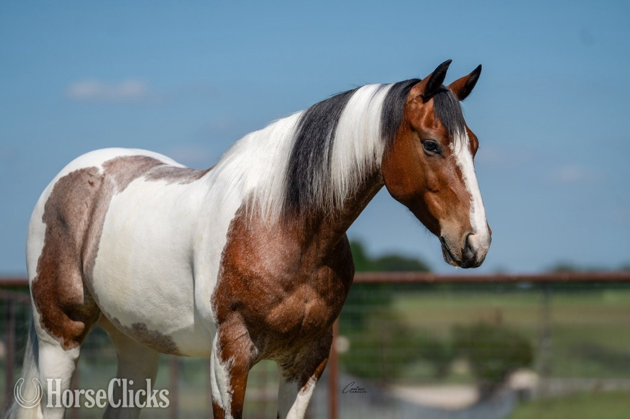 "Briggs" Roan Gelding Paint - Paint