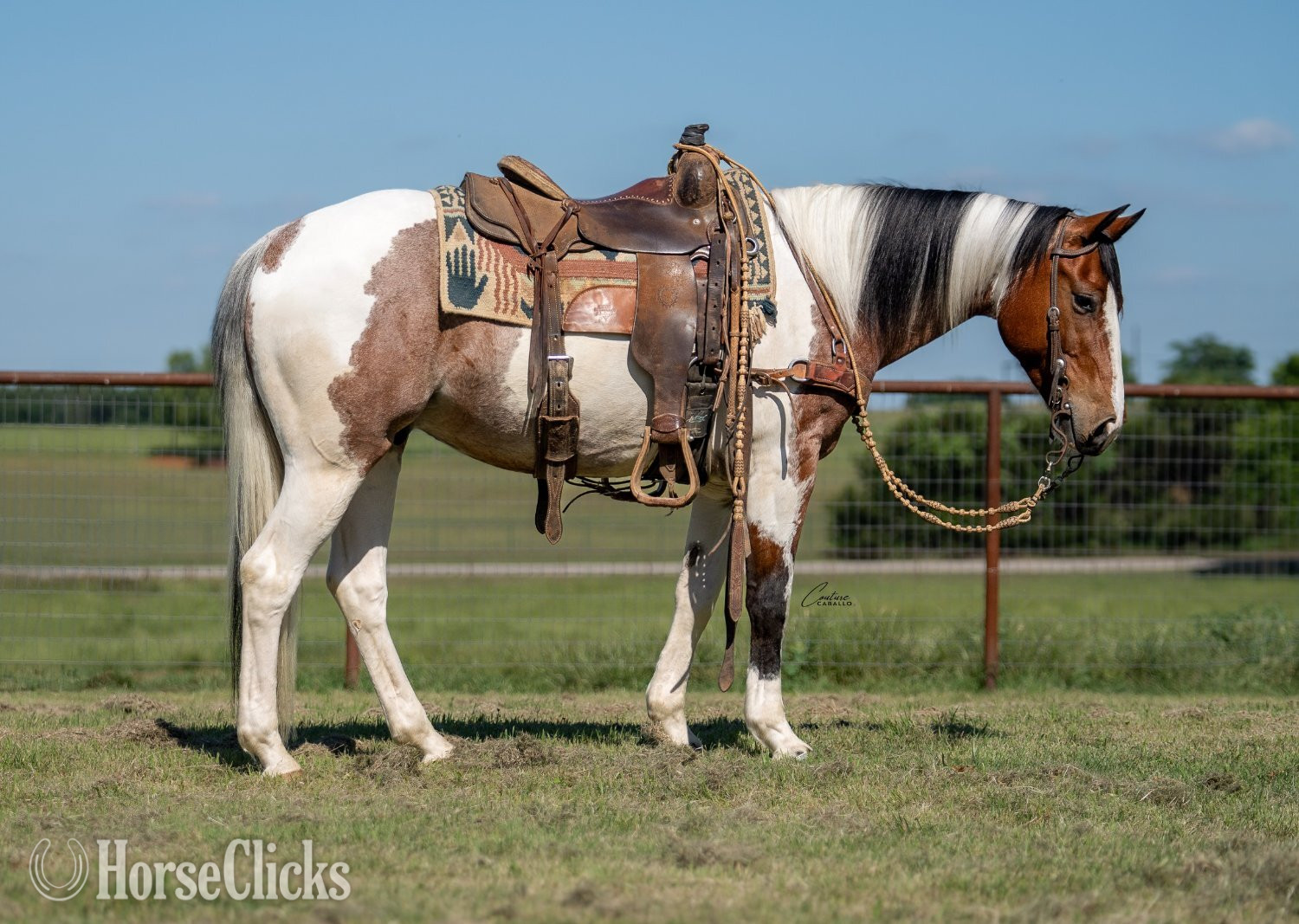 "Briggs" Roan Gelding Paint Texas