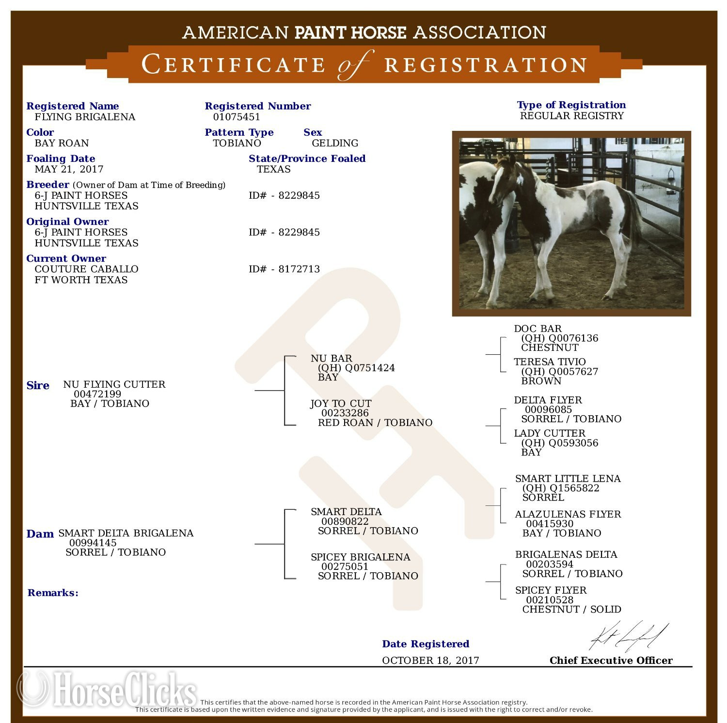 Paint - "Briggs" Roan Gelding Paint