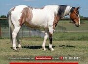 "Briggs" Roan Gelding Paint