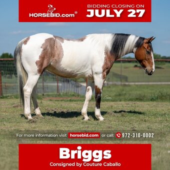 "Briggs" Roan Gelding Paint