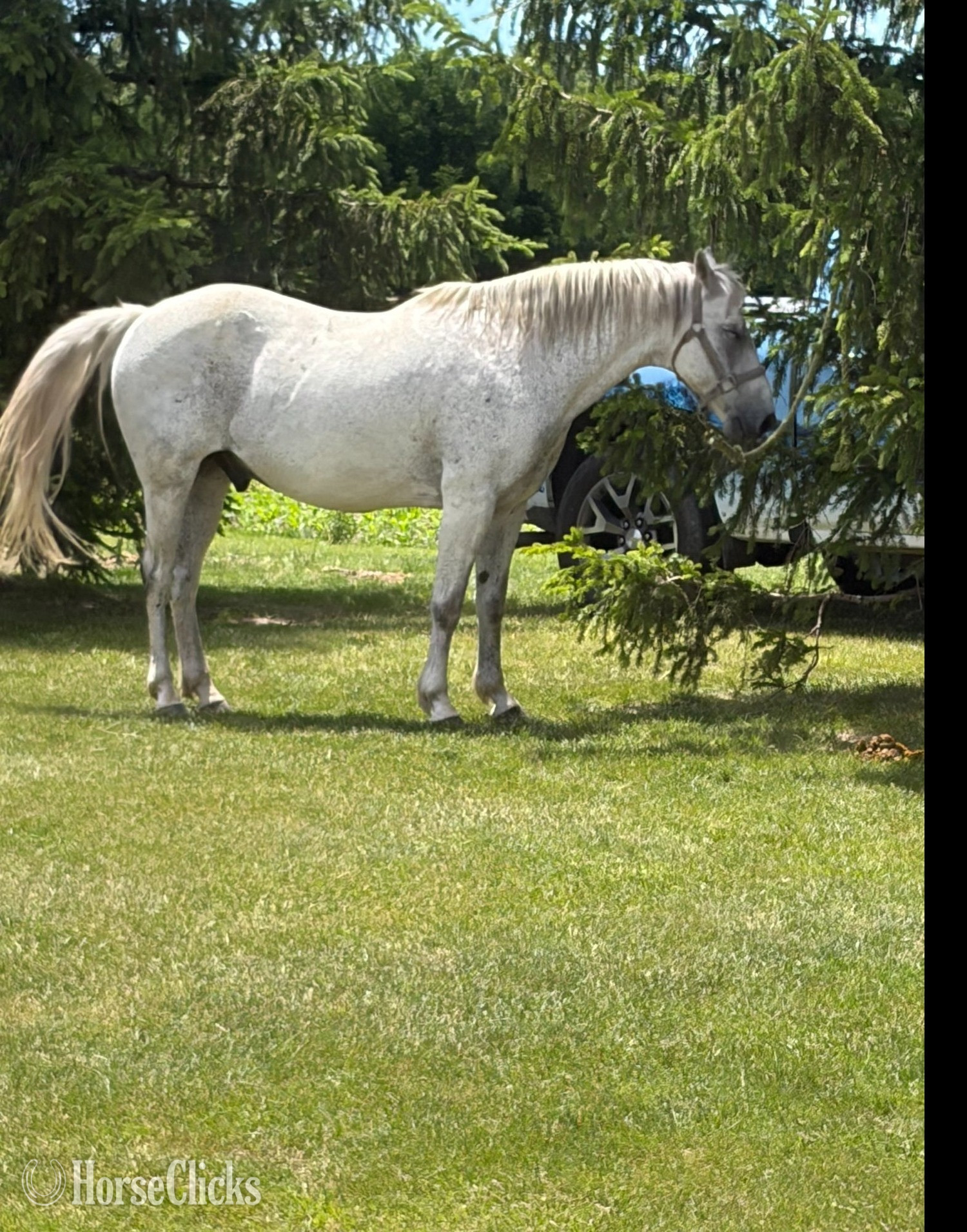 "Axel" White Gelding Quarter Horse
