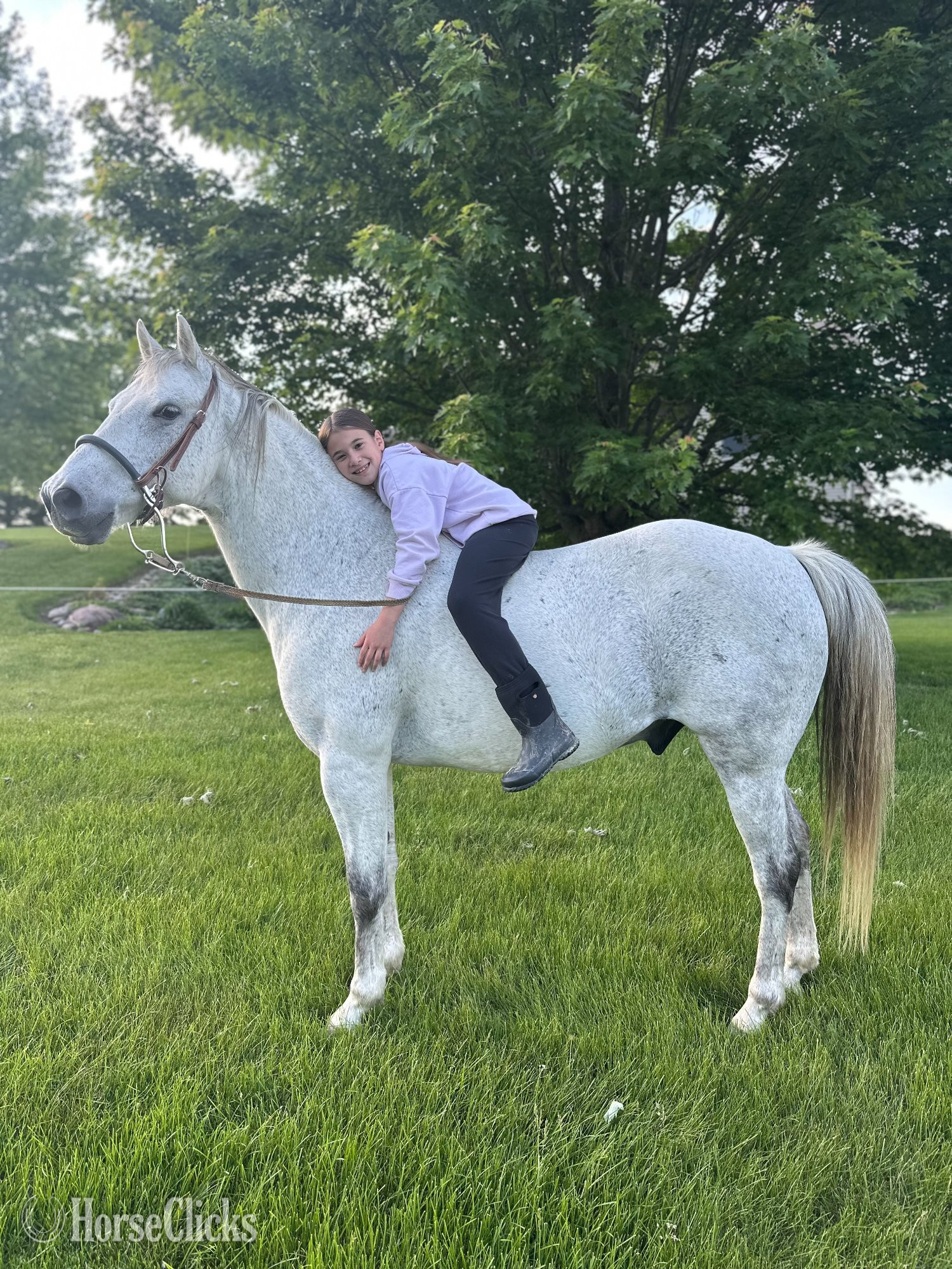 Indiana "Axel" White Gelding Quarter Horse