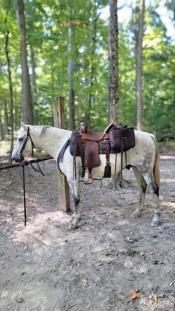 "Axel" White Gelding Quarter Horse