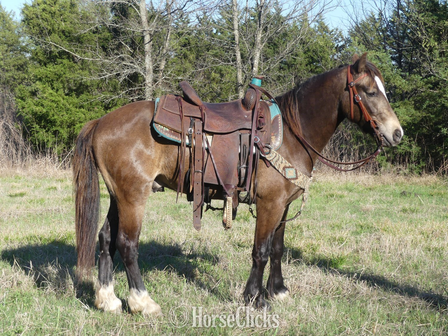 "Captain Conrad" Buckskin Gelding Welsh Pony
