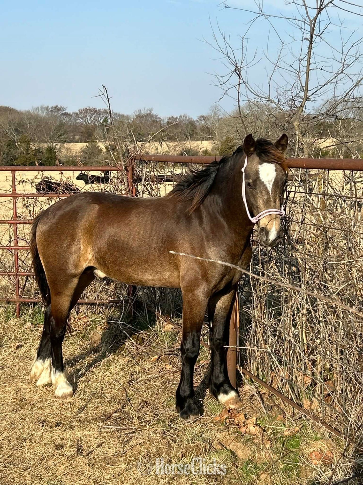 Texas "Captain Conrad" Buckskin Gelding Welsh Pony