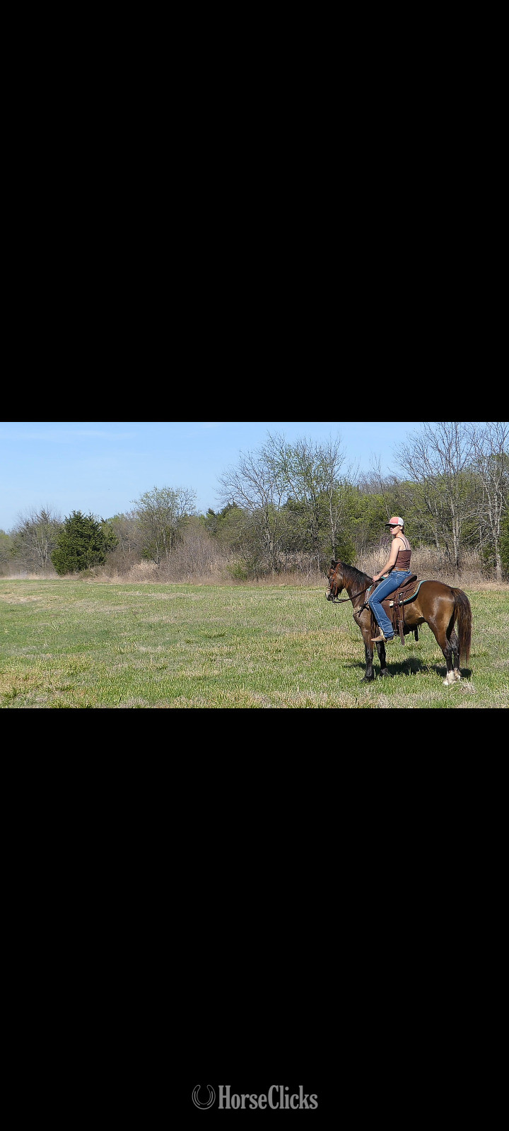 "Captain Conrad" Buckskin Gelding Welsh Pony - Welsh Pony in Texas