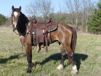 "Captain Conrad" Buckskin Gelding Welsh Pony