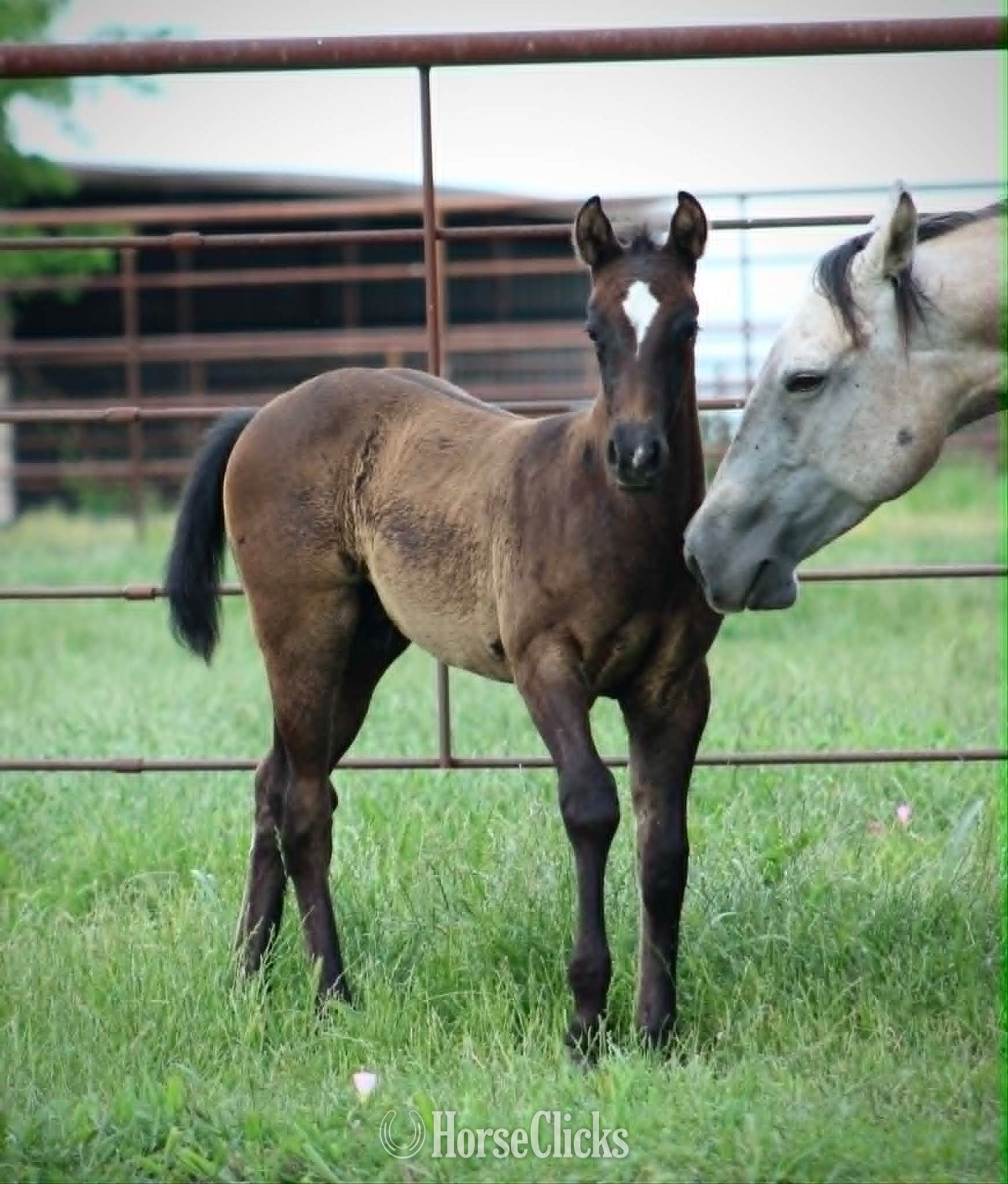 "ZIPPED DYNAMO X AJM GOLDEN LIGHTS" Grey Colt Quarter Horse in Texas