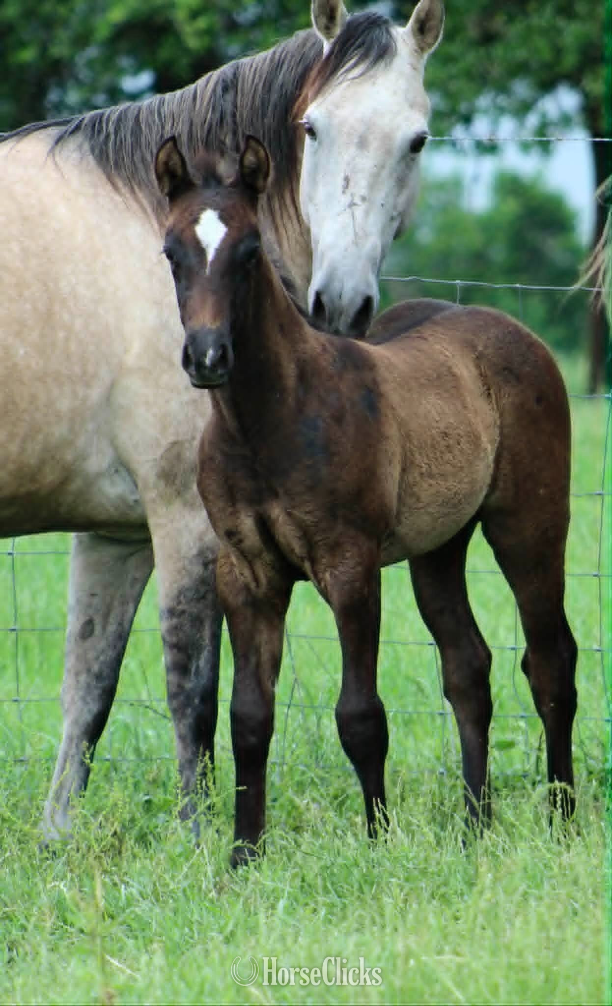 "ZIPPED DYNAMO X AJM GOLDEN LIGHTS" Grey Colt Quarter Horse